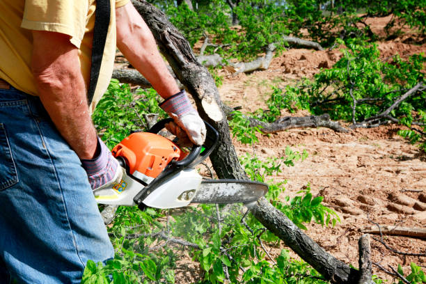 Large Tree Removal in Marietta, OH